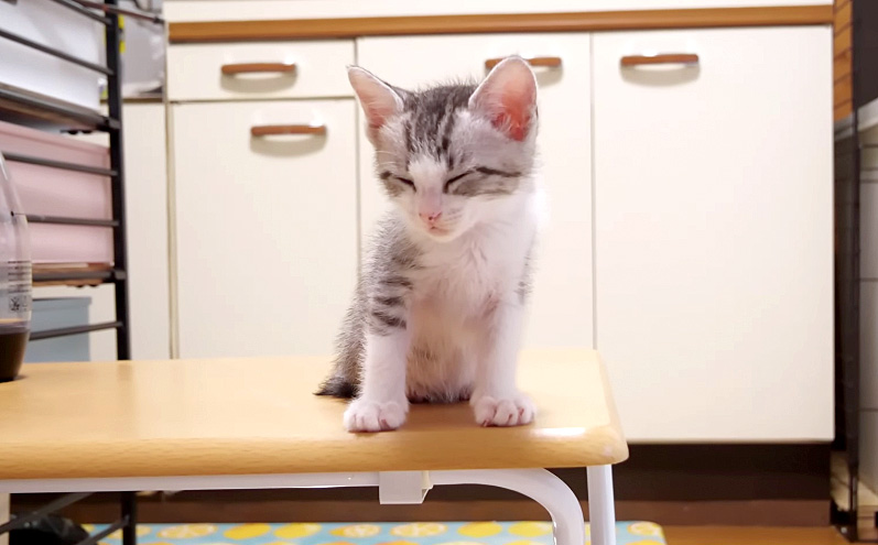 机の上の子猫