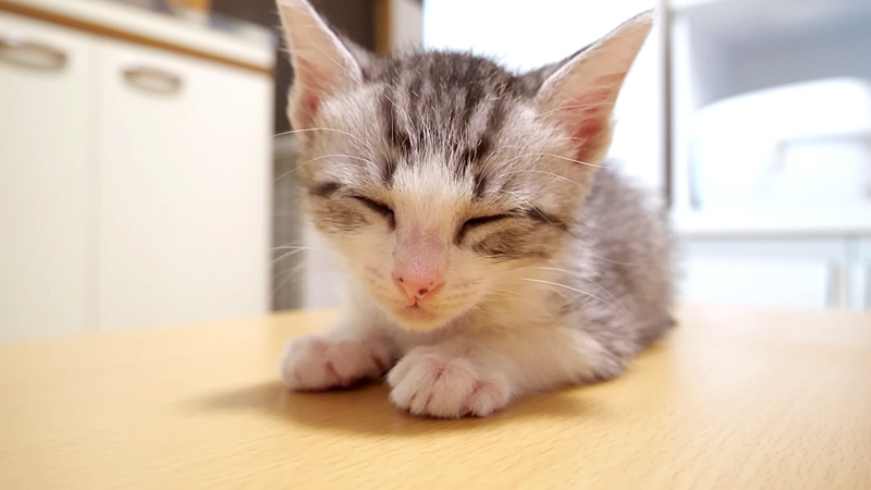眠たい子猫