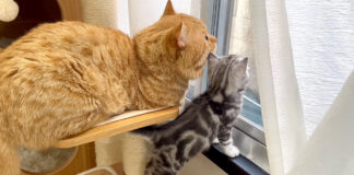 父猫と子猫