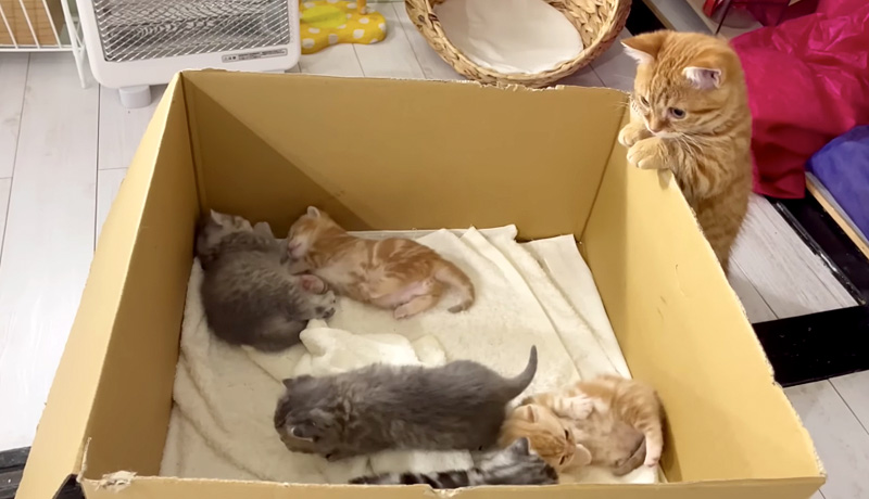 子猫達が気になる兄猫