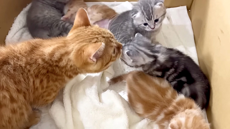 子猫達の世話をする兄猫