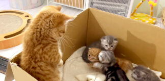 子猫達と初対面した兄猫
