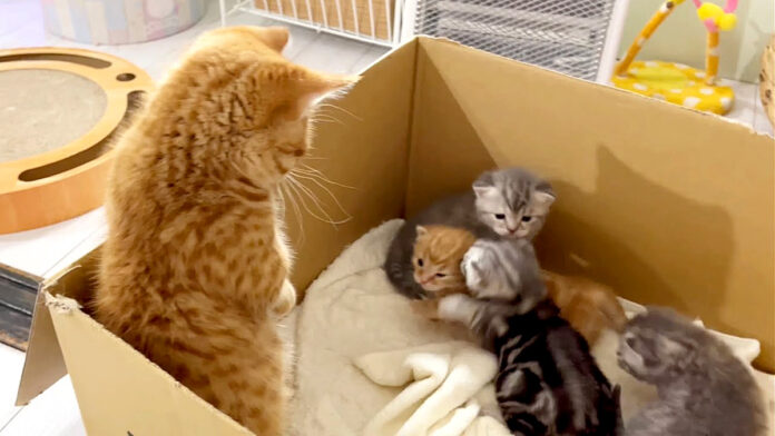 子猫達と初対面した兄猫