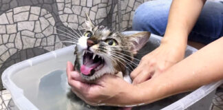 お風呂に入る猫