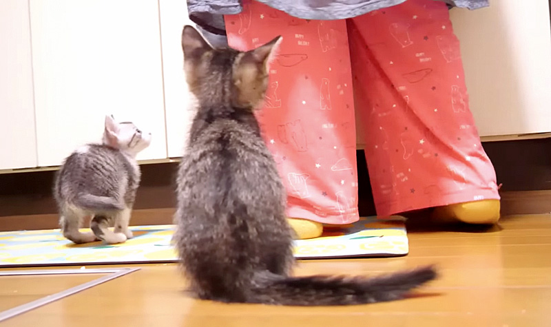 ご飯が食べたい子猫達