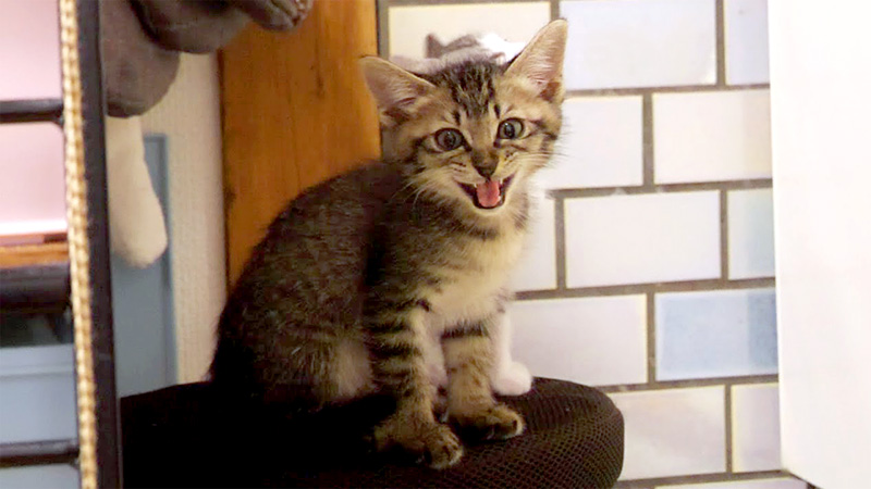 ご飯が食べたい子猫達