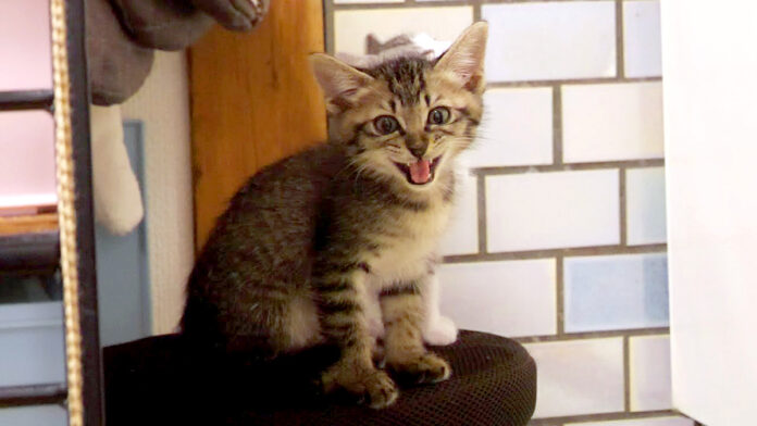 ご飯コールをする子猫達