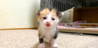 兄妹を探す子猫