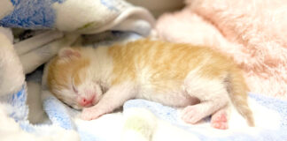 眠る子猫