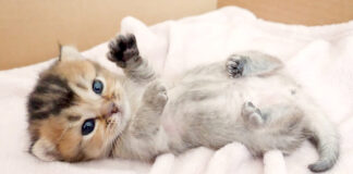 起き上がりたい子猫