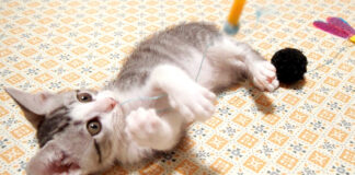 紐に絡まった子猫