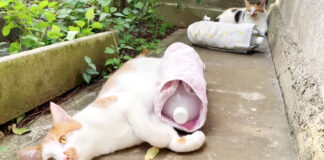 猫の暑さ対策
