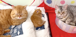仲睦まじい猫の家族