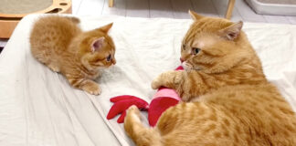 けりぐるみで遊びたい猫の親子