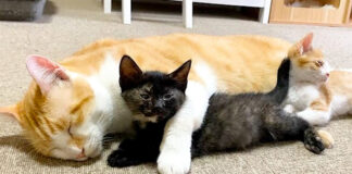 寄り添う猫達