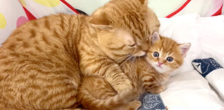 子猫をギュッとする父猫