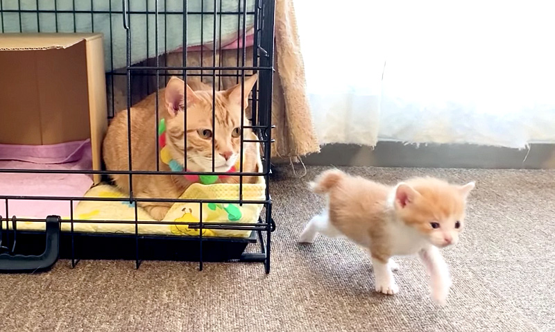 子猫と先住猫