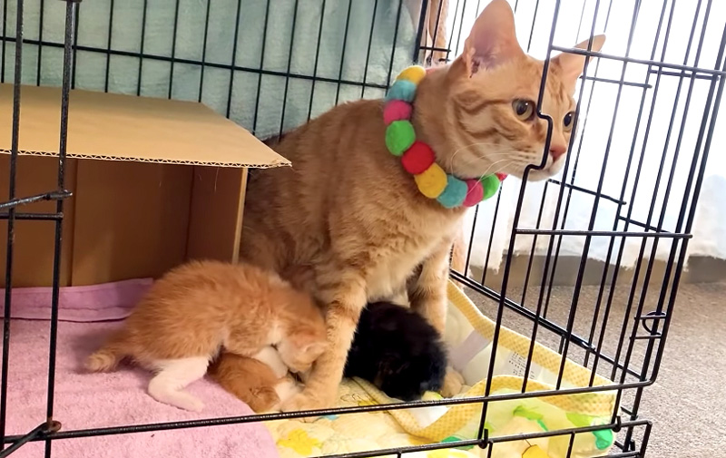 ミルクを探す子猫
