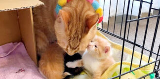子猫と先住猫