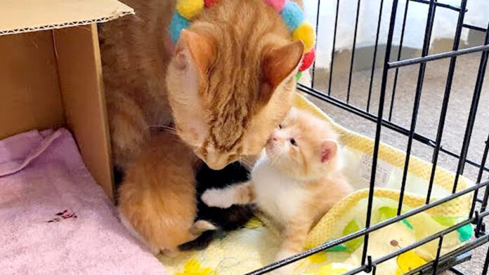 子猫と先住猫