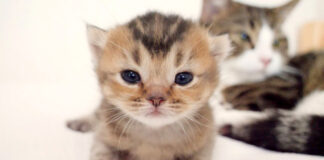 子猫とお父さん