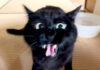 文句を言う猫