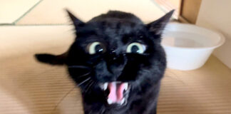 文句を言う猫