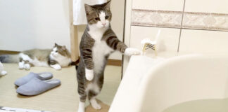 お風呂が気になる猫