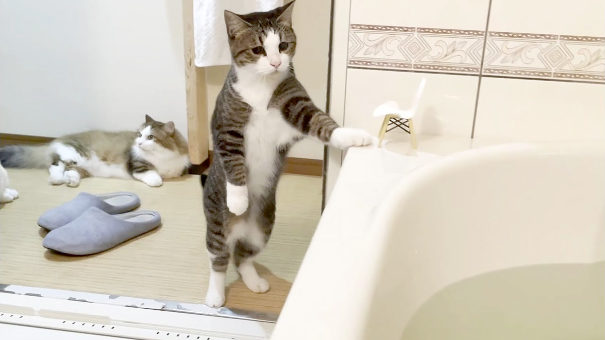 お風呂が気になる猫