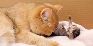 毛づくろいされる子猫