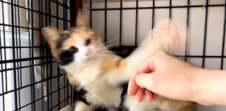 猫パンチする猫