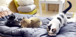 寝袋が気になる猫
