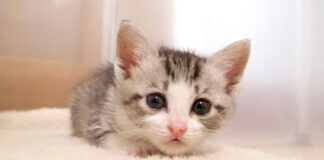 眠たい子猫