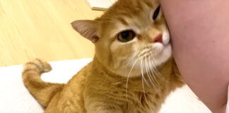スリスリする猫