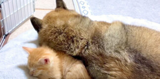 柴犬の枕になった子猫