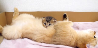 猫の親子
