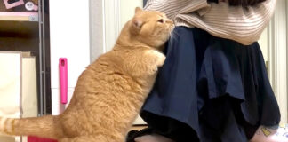 スリスリする猫