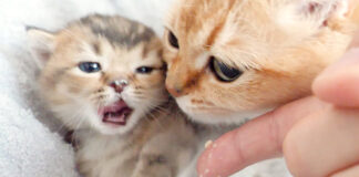 離乳食のトレーニングをする子猫
