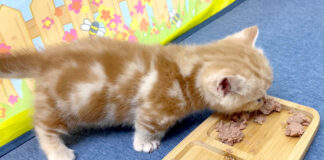 初めて離乳食を食べた子猫