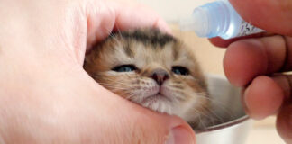 目薬をさす子猫