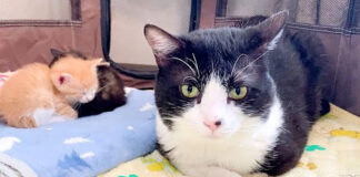 子猫達のそばに座る先住猫