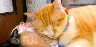 子猫に寄り添う先住猫
