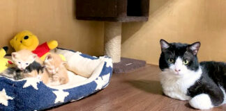 子猫達を見守る先住猫