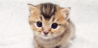 座る子猫