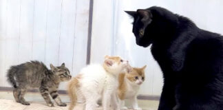 先住猫に挨拶に行く子猫達