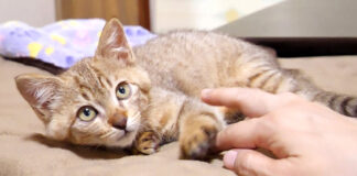しょんぼりする子猫