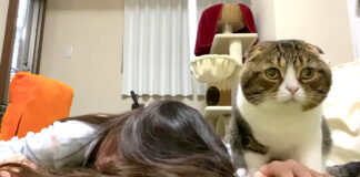 倒れた飼い主さんを心配する猫