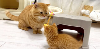 父猫と子猫の戦い