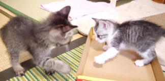 遊ぶ子猫達