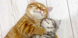 弟を腕枕する兄猫